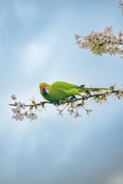 Battersea Park - Wandsworth guide